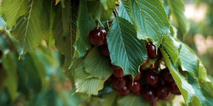La DOP Cereza del Jerte finaliza la campaña con 7,5 millones de producto certificado. Fuente: DOP Cereza del Jerte.