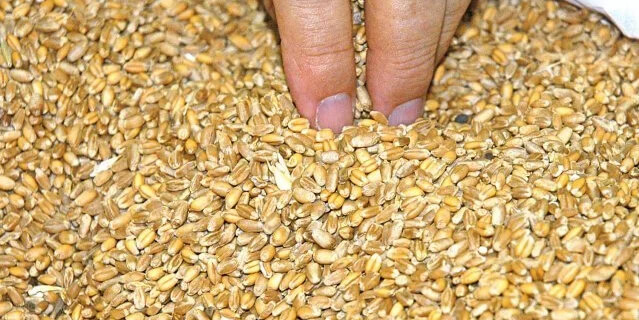 Los precios del cereal han subido cerca de un 12% desde julio. Fuente: Asaja.