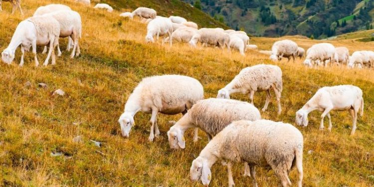 El sector ovino y caprino afronta una caída de la producción y del consumo en 2026. Fuente: Asaja.
