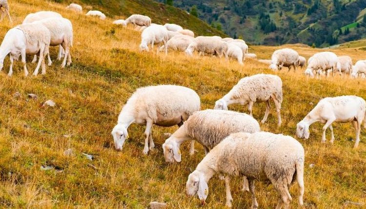 El sector ovino y caprino afronta una caída de la producción y del consumo en 2026. Fuente: Asaja.