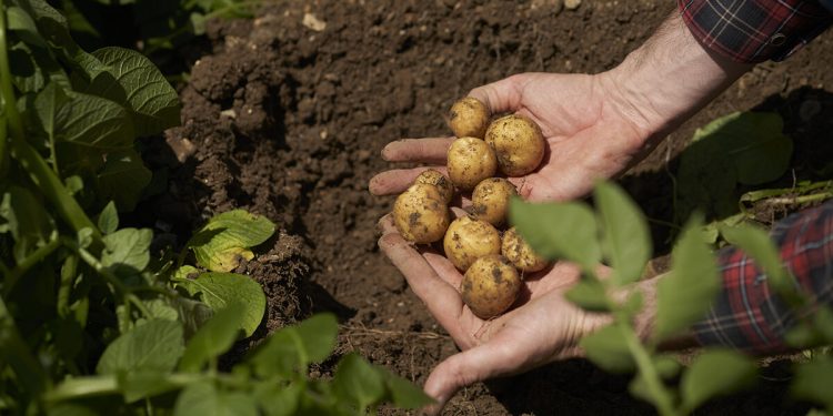 PepsiCo sigue avanzando en la transformación hacia una agricultura más sostenible. Fuente: PepsiCo.