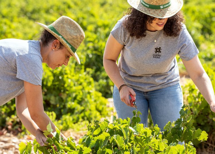 La producción ecológica gana peso en Bodega Cuatro Rayas. Fuente: Bodega Cuatro Rayas.