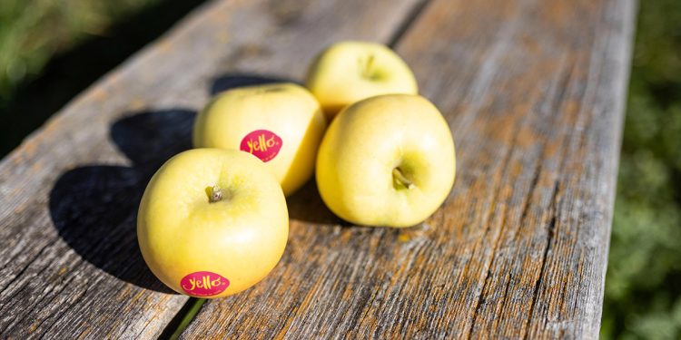 Manzanas Yello. Fuente: Consorcios VOG y VIP