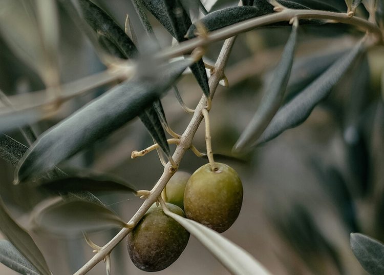 La CNMC considera que la norma de comercialización del aceite de oliva plantea riesgos para la competencia y los consumidores. Fuente: CNMC.