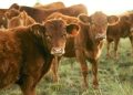 El consumo de carne de vacuno sigue estancado. Fuente: Asaja.