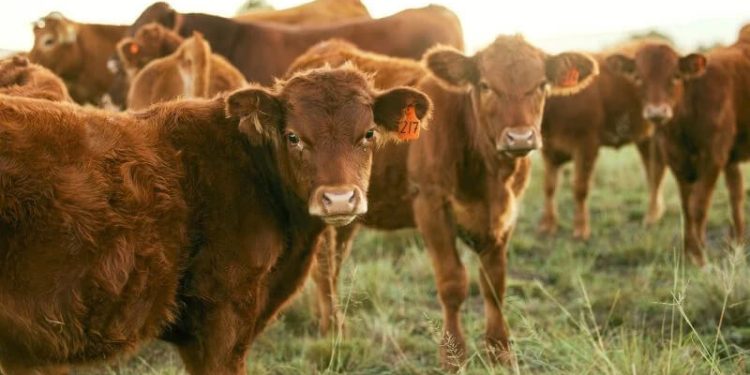 El consumo de carne de vacuno sigue estancado. Fuente: Asaja.