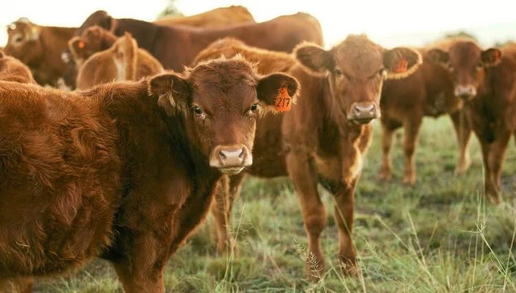 El consumo de carne de vacuno sigue estancado. Fuente: Asaja.