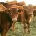 El consumo de carne de vacuno sigue estancado. Fuente: Asaja.
